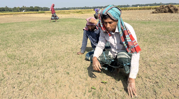 লাড়িবাড়ী মাঠে কৃষকের পেঁয়াজের বীজতলা নষ্ট করে দিয়েছে দুর্বৃত্তরা